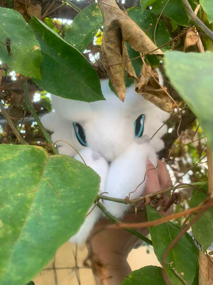 [Pre-Order]Furious Reshiram